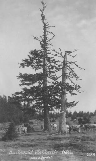 Jedle byly zbytkem pvodnho pralesa  r.1934