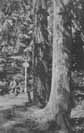 Mohutn stromy v okol vltavskho pramene  r.1913