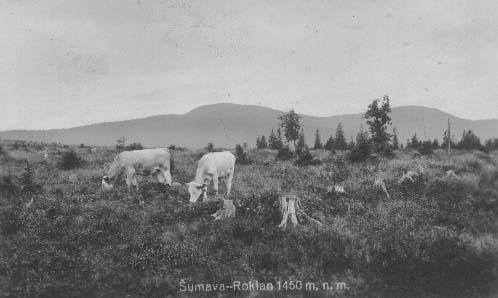 Pastviny s Roklanem v pozad r.1940