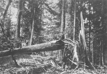 Padl kmen v Boubnskm pralese  r.1928