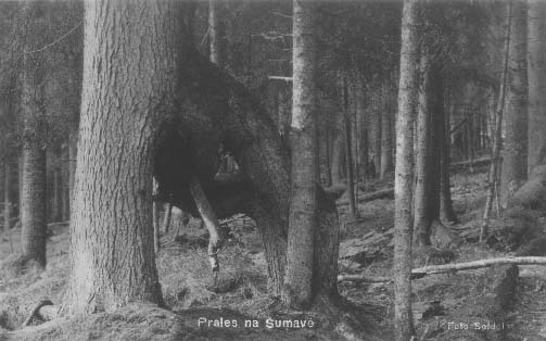 Chdovit strom v pralese  r.1934
