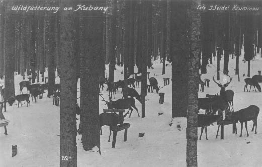 Jelen stdo v Boubnskm pralese  r.1930