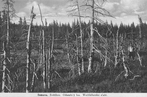Weitfllersk (Rokytsk) slat, odumel stromy,zvan svtlice r.1932