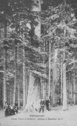 Velk jedle u Debrnku  r.1907